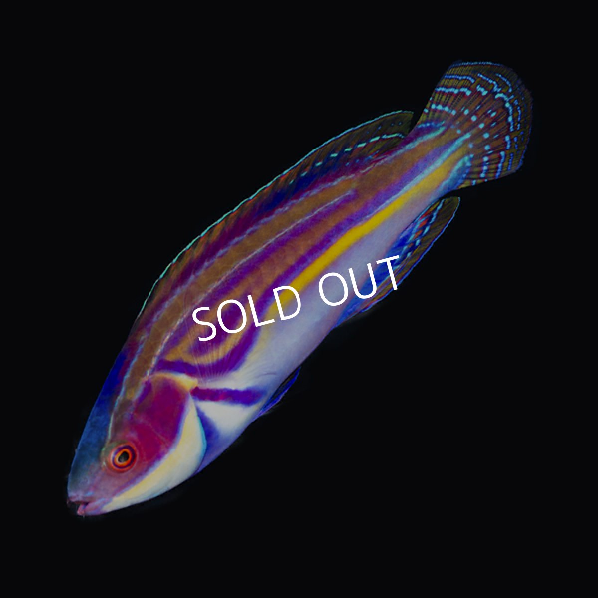 画像2: ラボウテッドラス　♂ (2)