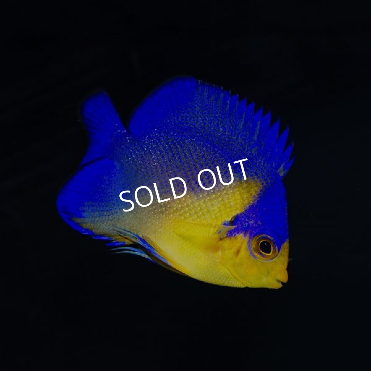 画像3: スミレヤッコ No.2　八重山産　 (3)