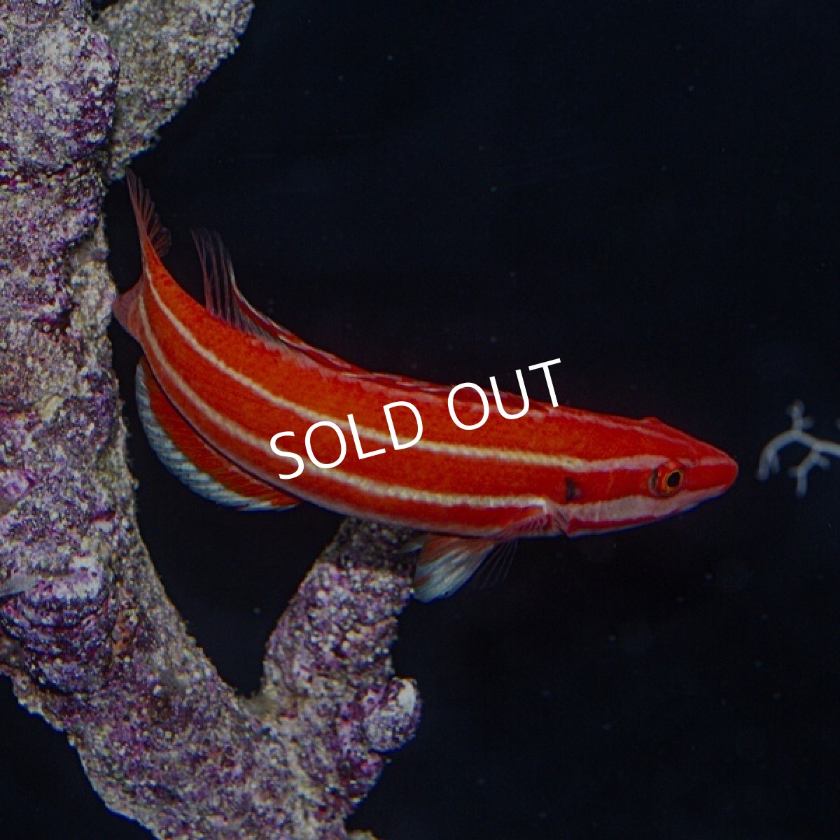 画像2: Bodianusの仲間 (2)