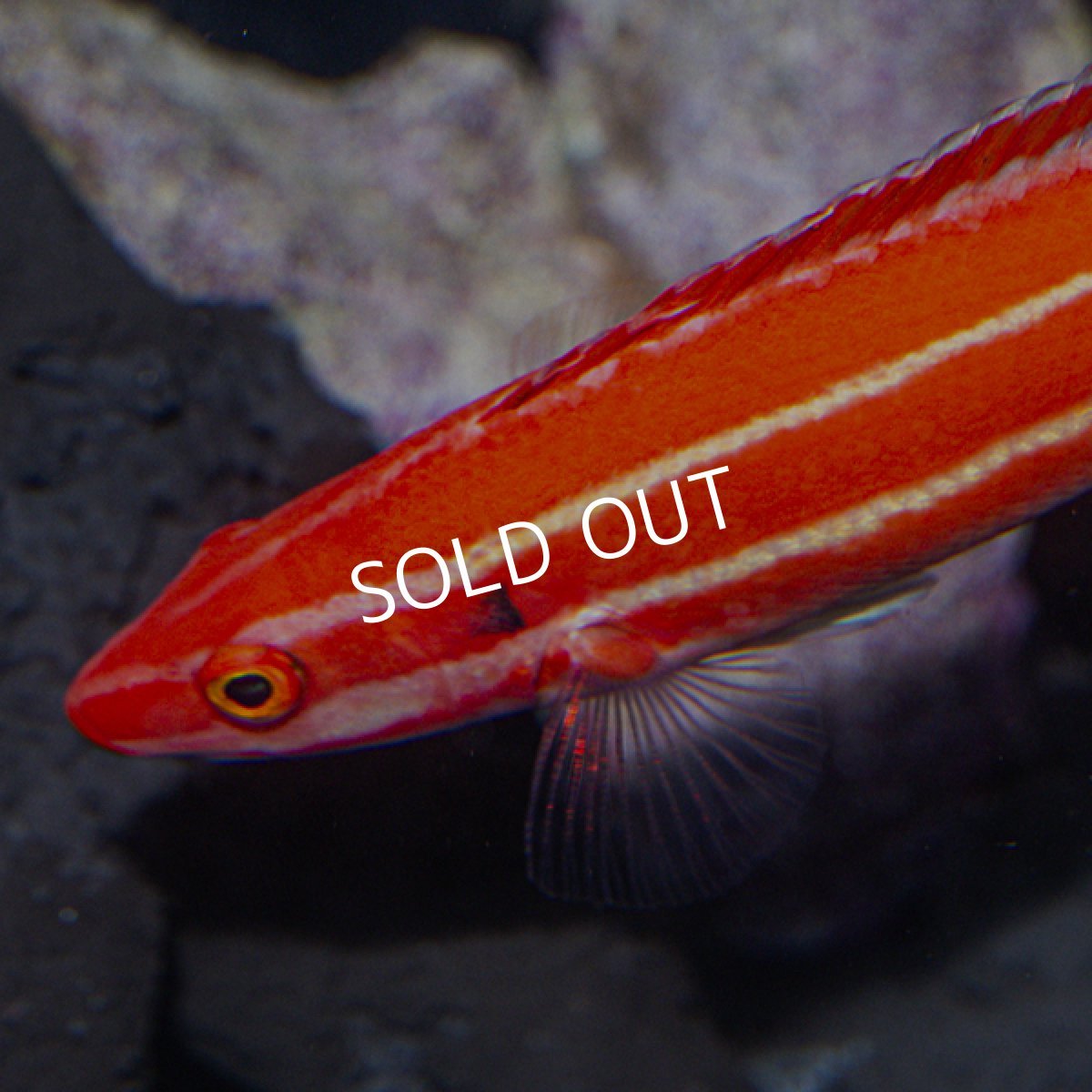 画像4: Bodianusの仲間 (4)