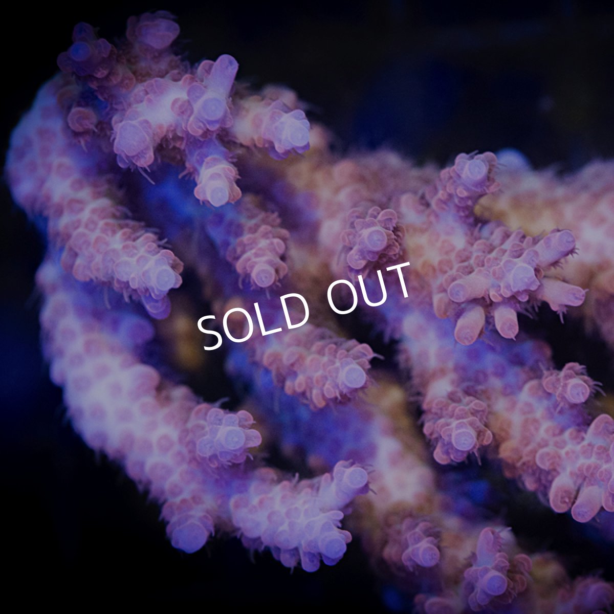 画像3: ■SALE■ IF Acropora Blazing phoenix No.104 (3)