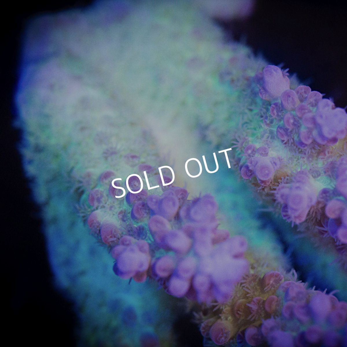 画像4: ■SALE■ IF Acropora Ultra No.109 (4)