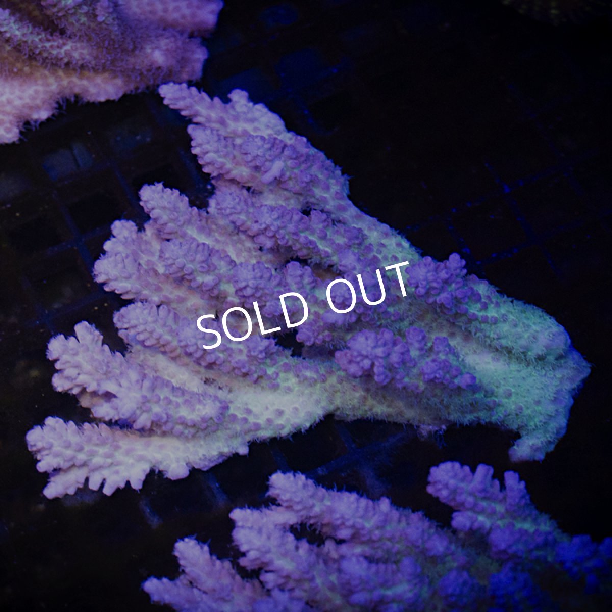 画像3: ■SALE■ IF Acropora Ultra No.109 (3)