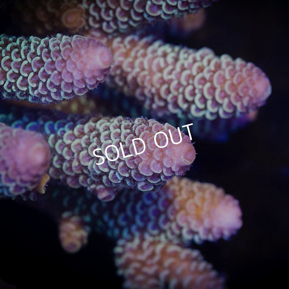 画像4:  IF Acropora Ultra No.107 (4)