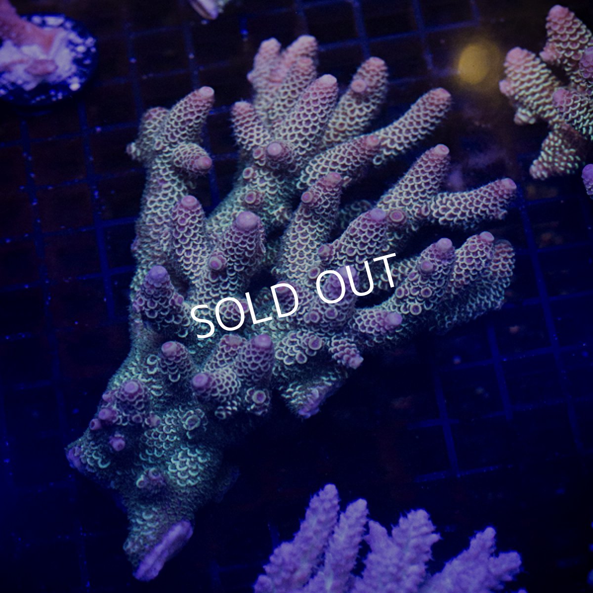 画像2:  IF Acropora Ultra No.107 (2)