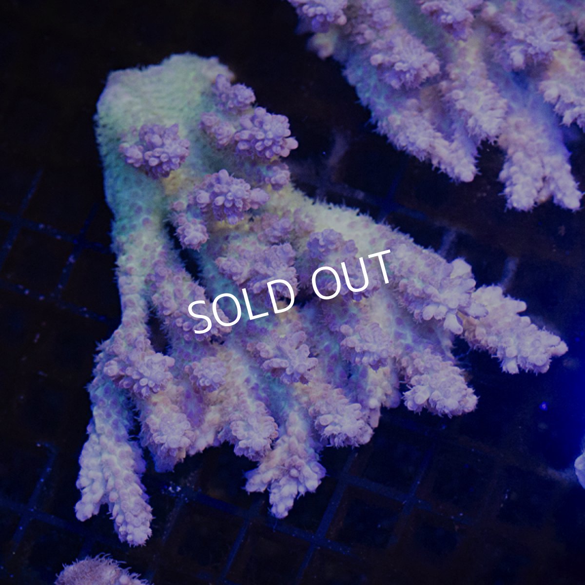 画像2: ■SALE■ IF Acropora Ultra No.109 (2)