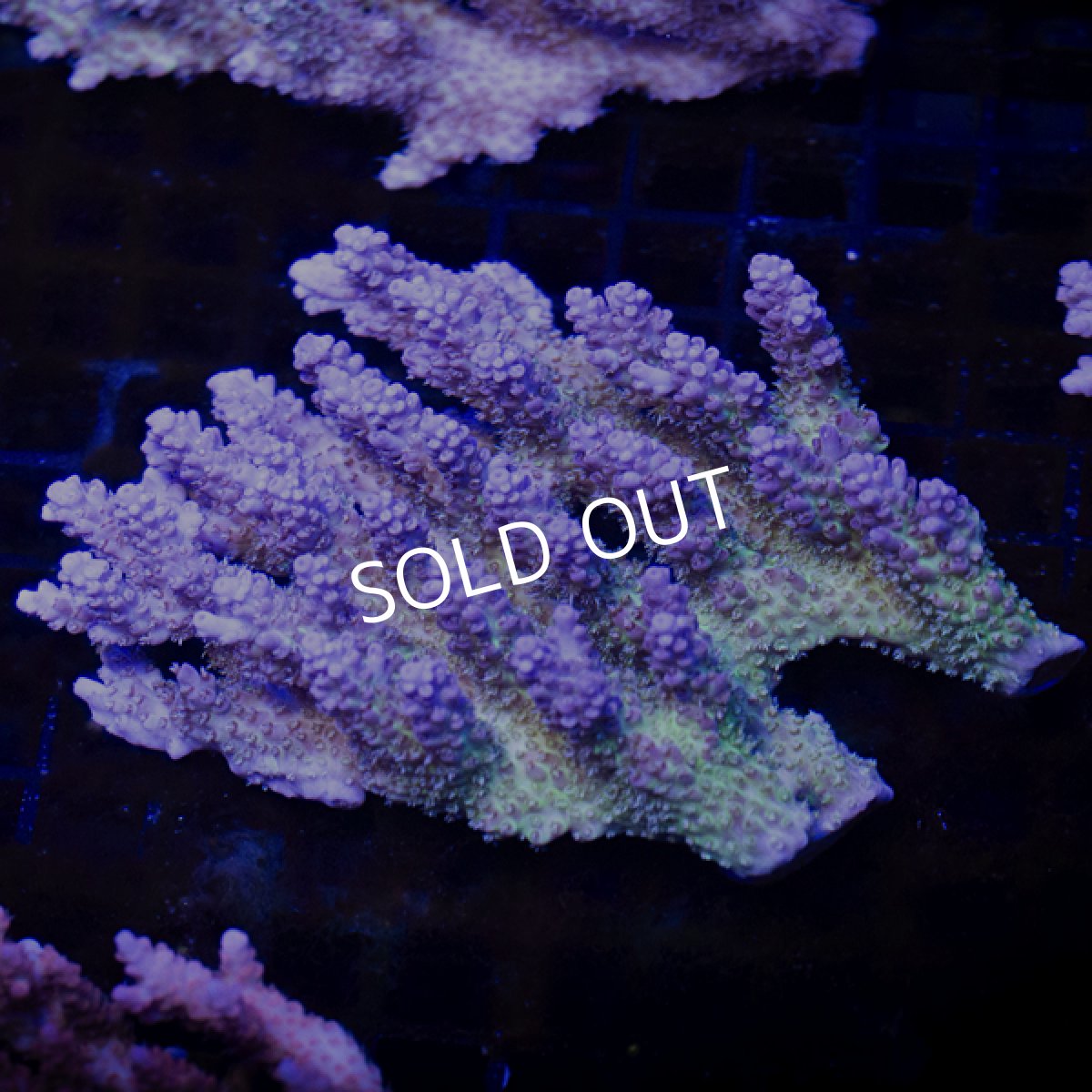 画像2:  IF Acropora Ultra No.110 (2)