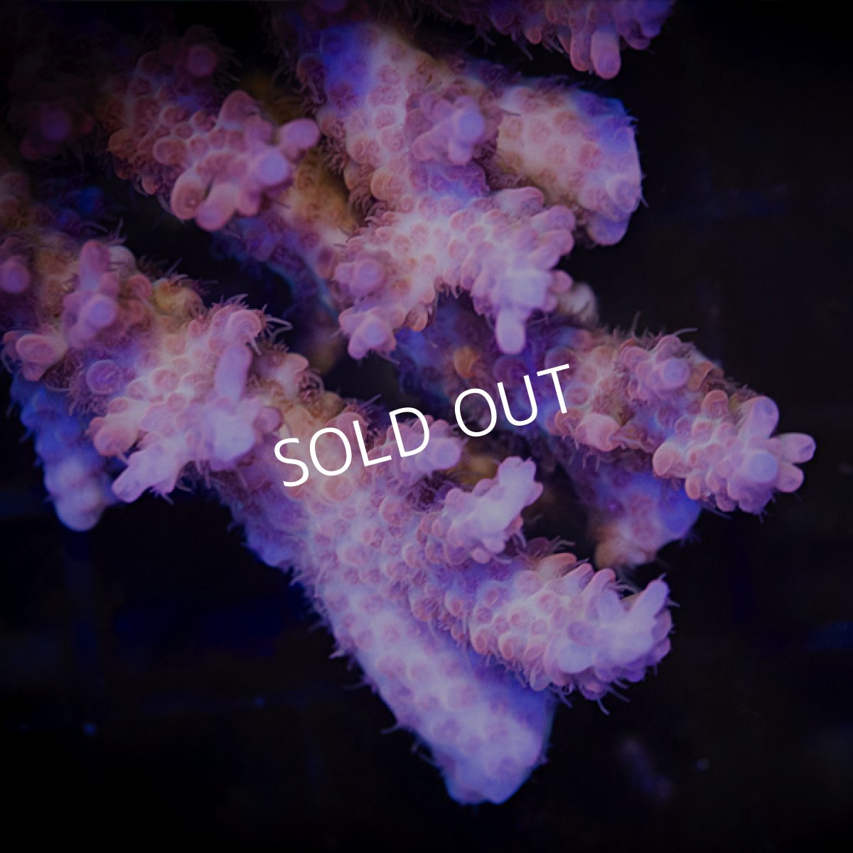 画像2: ■SALE■ IF Acropora Blazing phoenix No.104 (2)