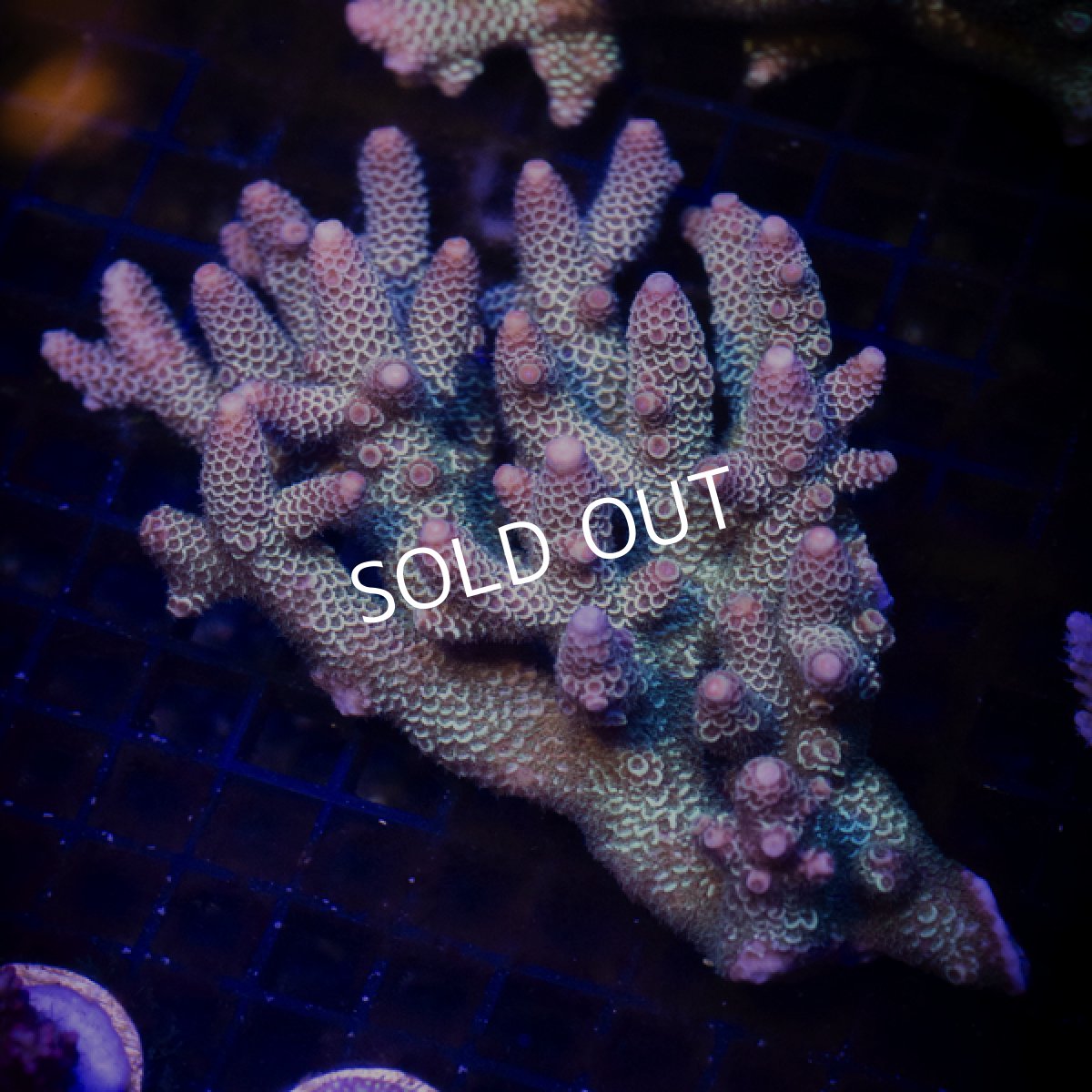 画像3:  IF Acropora Ultra No.107 (3)