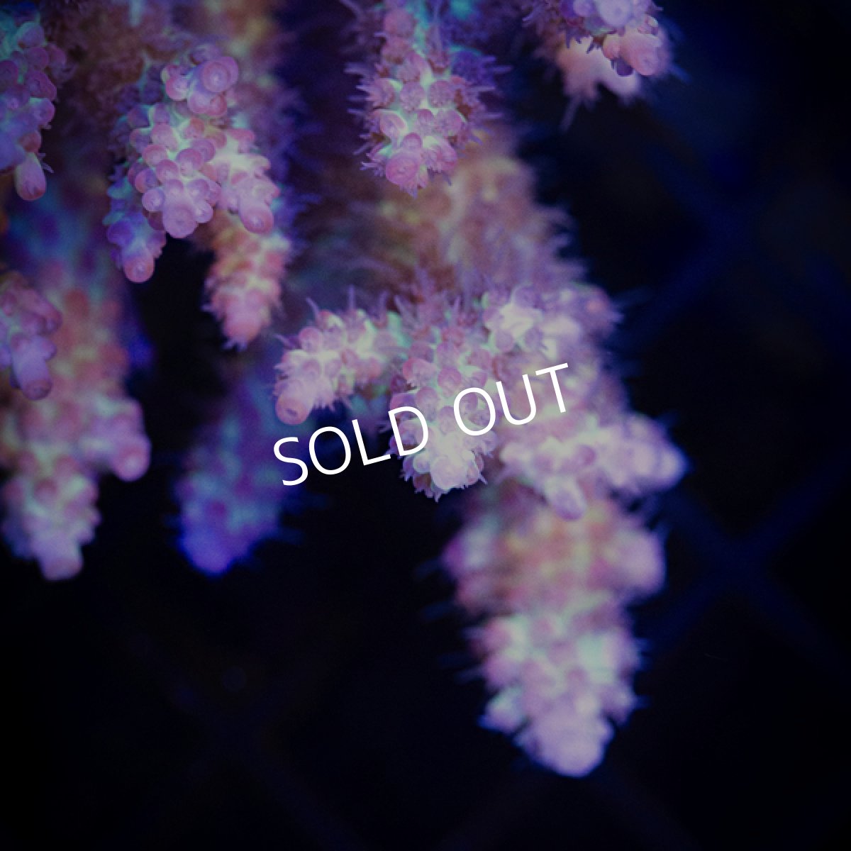 画像4:  IF Acropora SSC  No.112 (4)