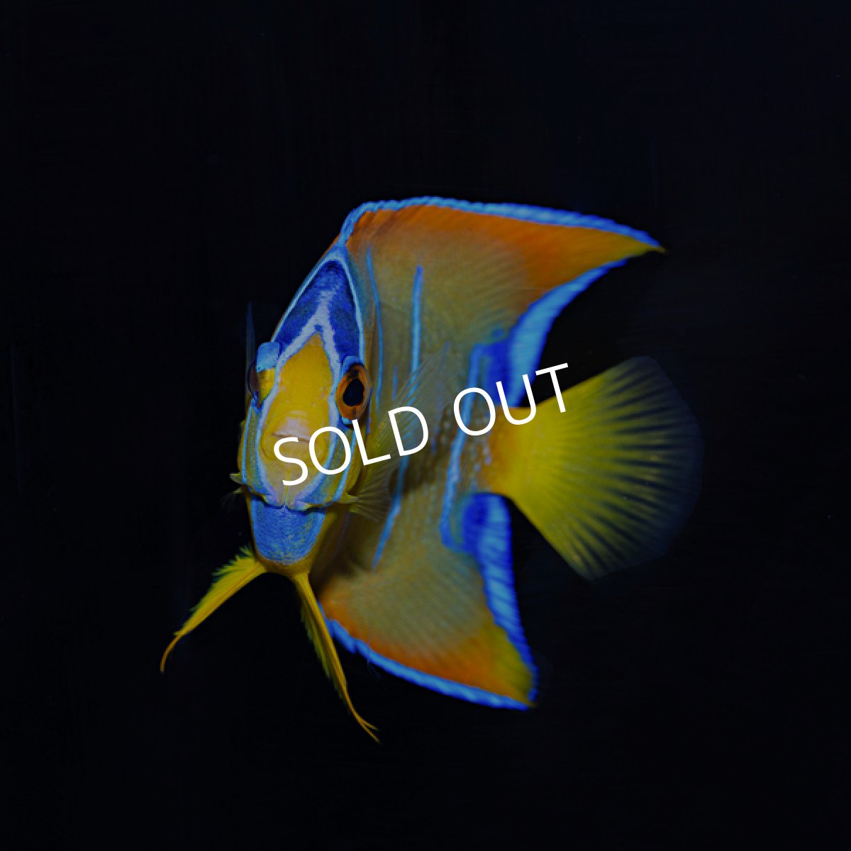 画像3: クイーンエンゼル 　カリブ便 (3)