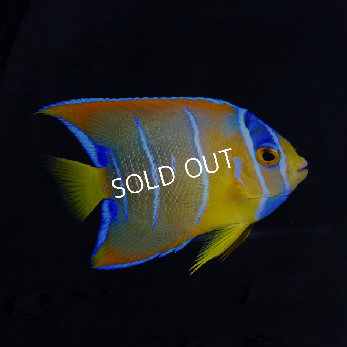 画像2: クイーンエンゼル 　カリブ便 (2)