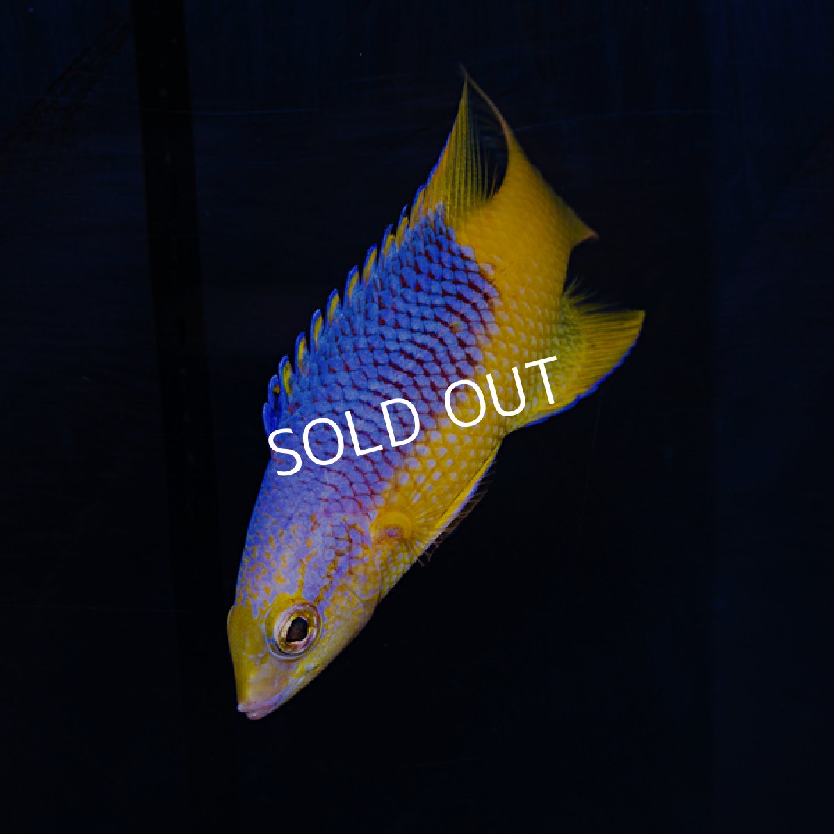 画像2: スパニッシュホグフィッシュ (2)