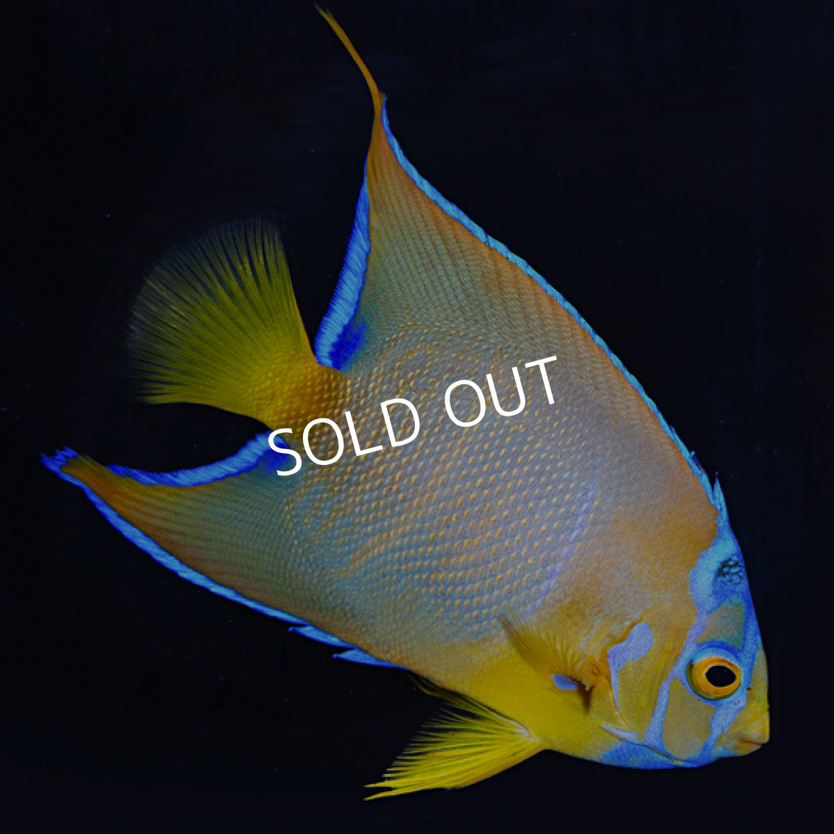 画像2: クイーンエンゼル 　カリブ便 (2)