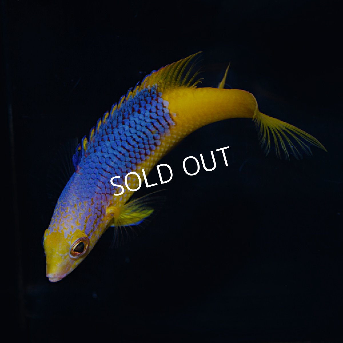 画像3: スパニッシュホグフィッシュ (3)