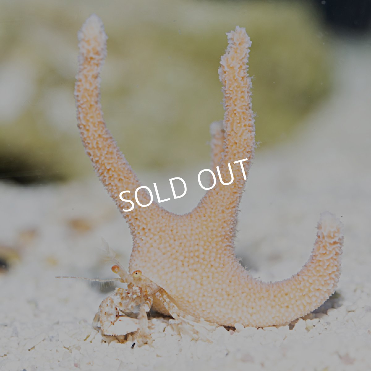 画像3: スタッグホーンハーミットクラブ (3)