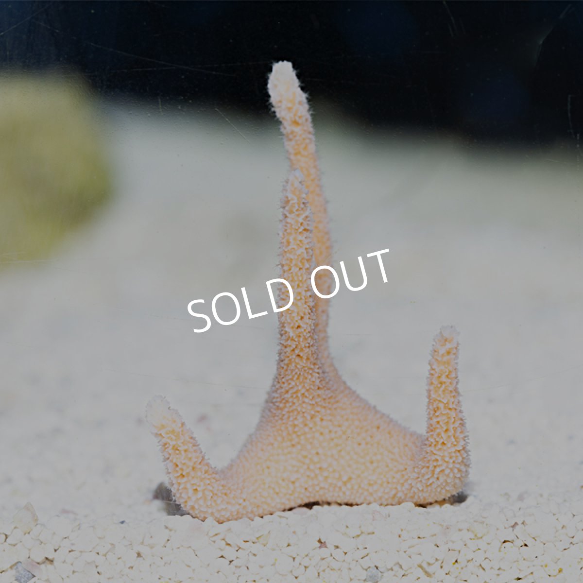 画像2: スタッグホーンハーミットクラブ (2)