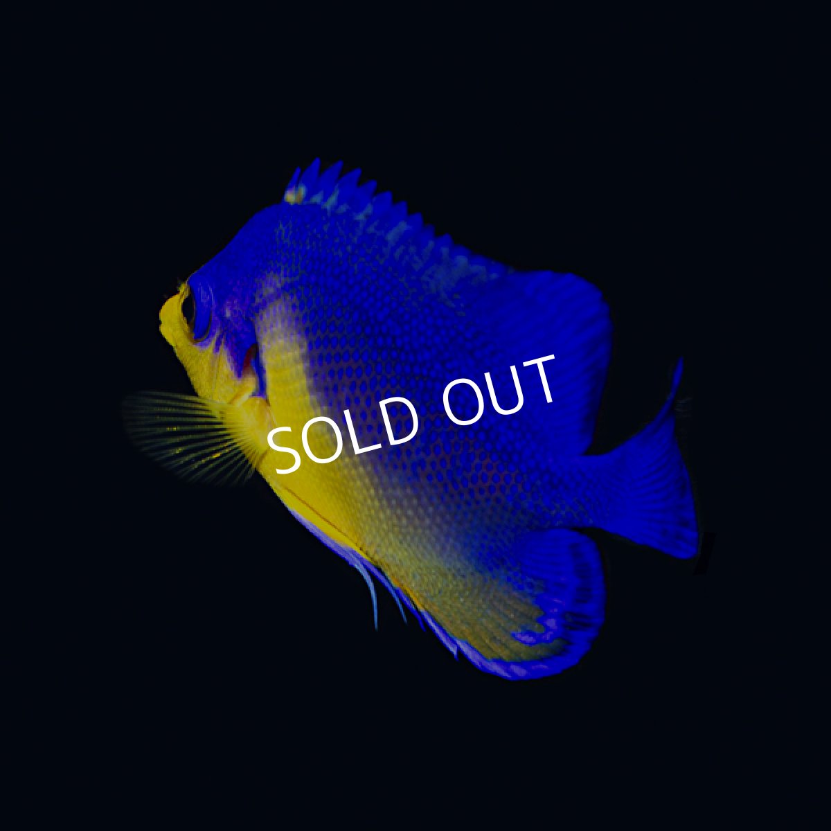 画像4: ■SALE■ スミレヤッコ No.2　八重山産　 (4)