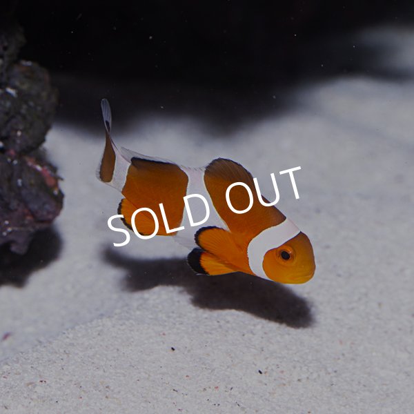 カクレクマノミsp.スーパーオレンジ - 海水魚専門店 ceppo