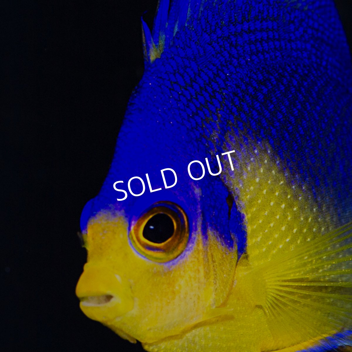 画像3: ■SALE■ スミレヤッコ No.2　八重山産　 (3)