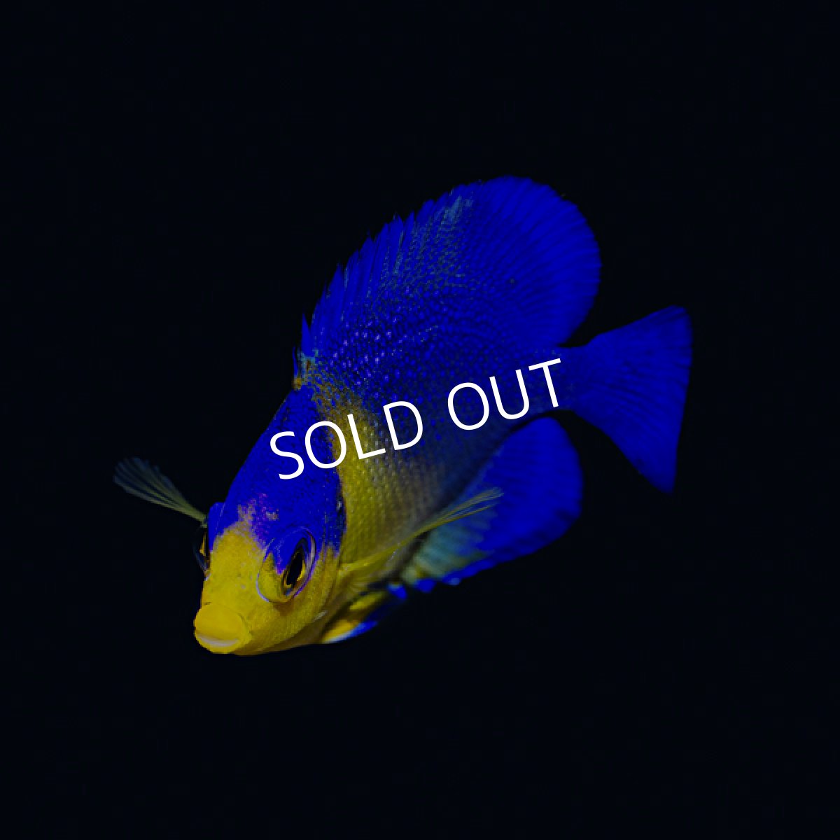 画像2: ■SALE■スミレヤッコ No.1　八重山産　 (2)