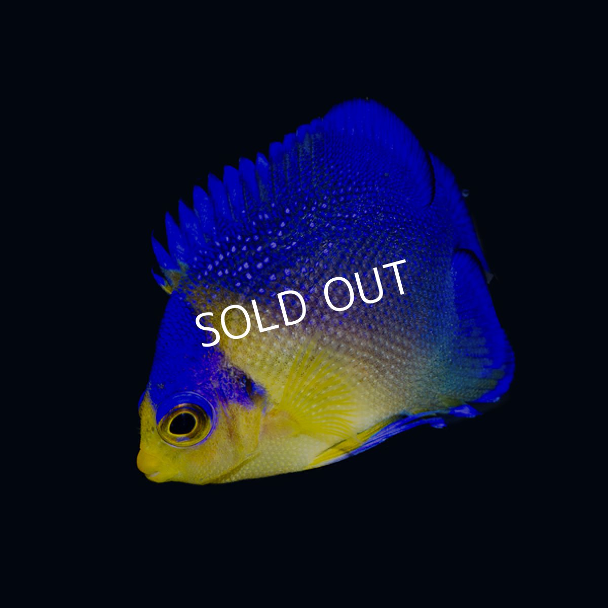 画像4: ■SALE■スミレヤッコ No.1　八重山産　 (4)