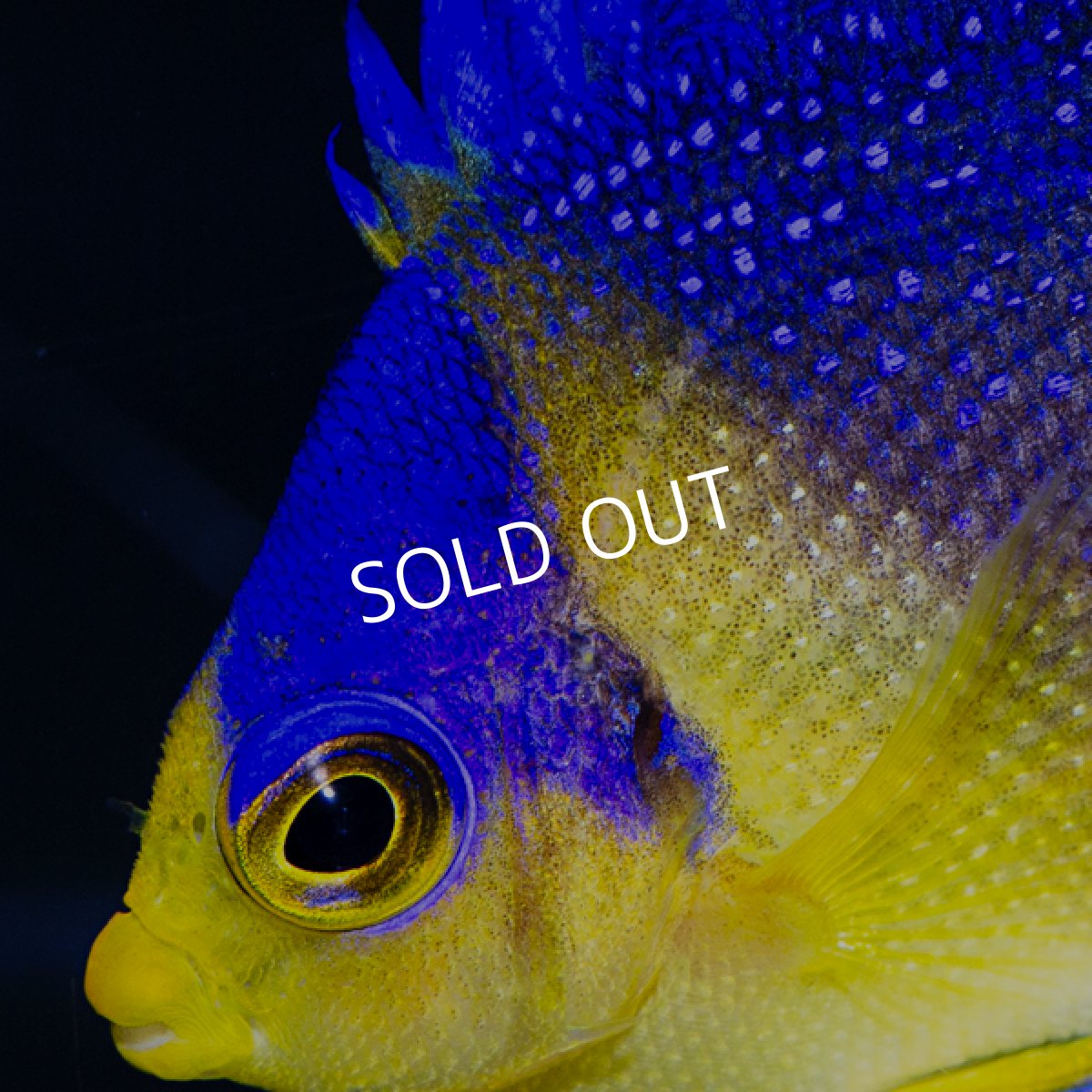 画像3: ■SALE■スミレヤッコ No.1　八重山産　 (3)