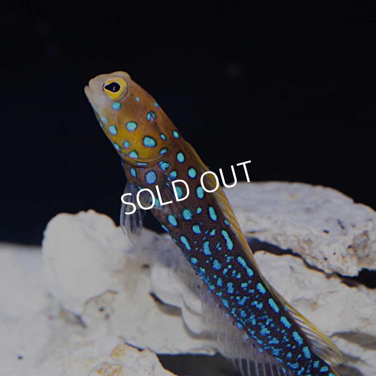 画像2: ブルースポッテッドジョーフィッシュ (2)