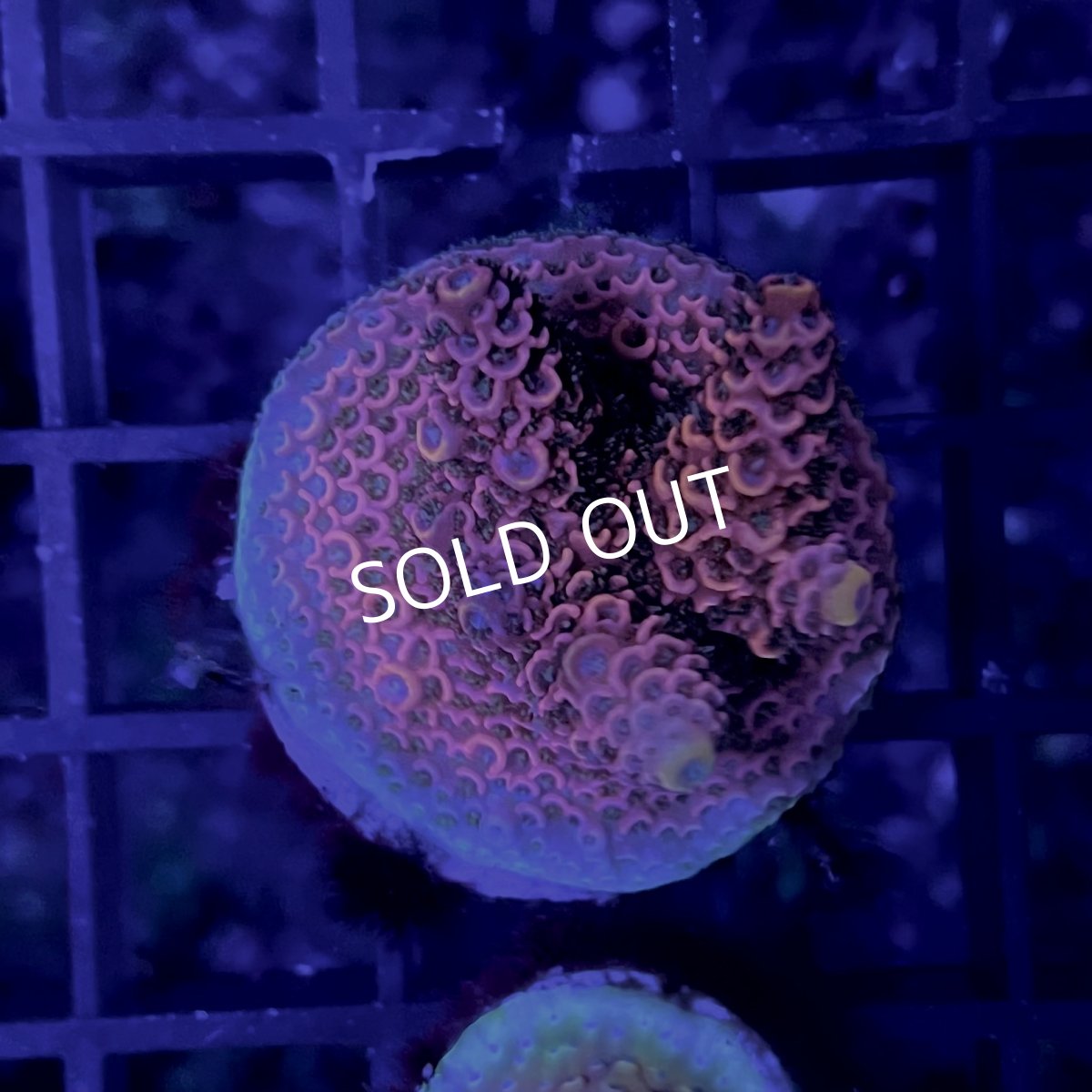 画像3: ■SALE30%OFF■ CE Acro Mille Copper/Red　No.1 (3)