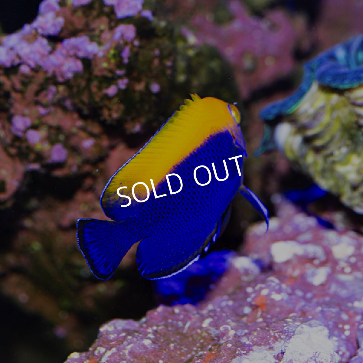 画像2: ■SALE■カリビアンフレームバック No.1 (2)