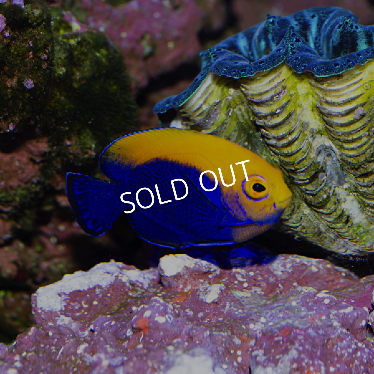 画像3: ■SALE■カリビアンフレームバック No.1 (3)