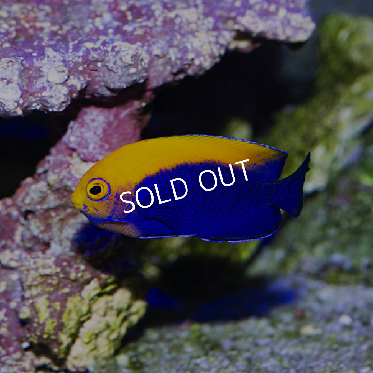 画像4: ■SALE■カリビアンフレームバック No.1 (4)