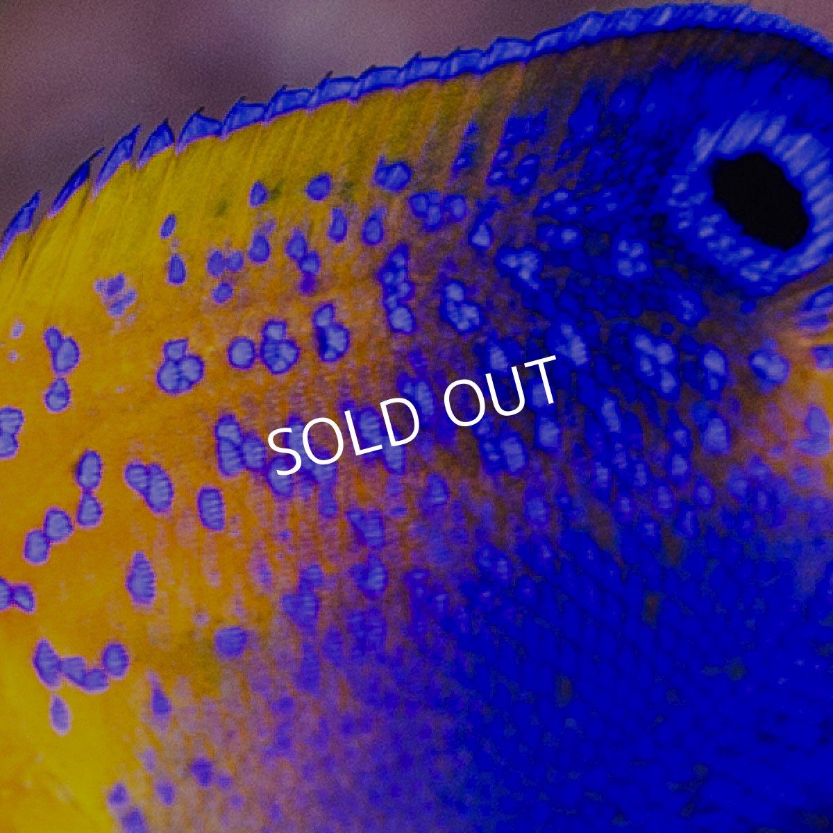 画像3: レンテンヤッコ SM No.2 (3)