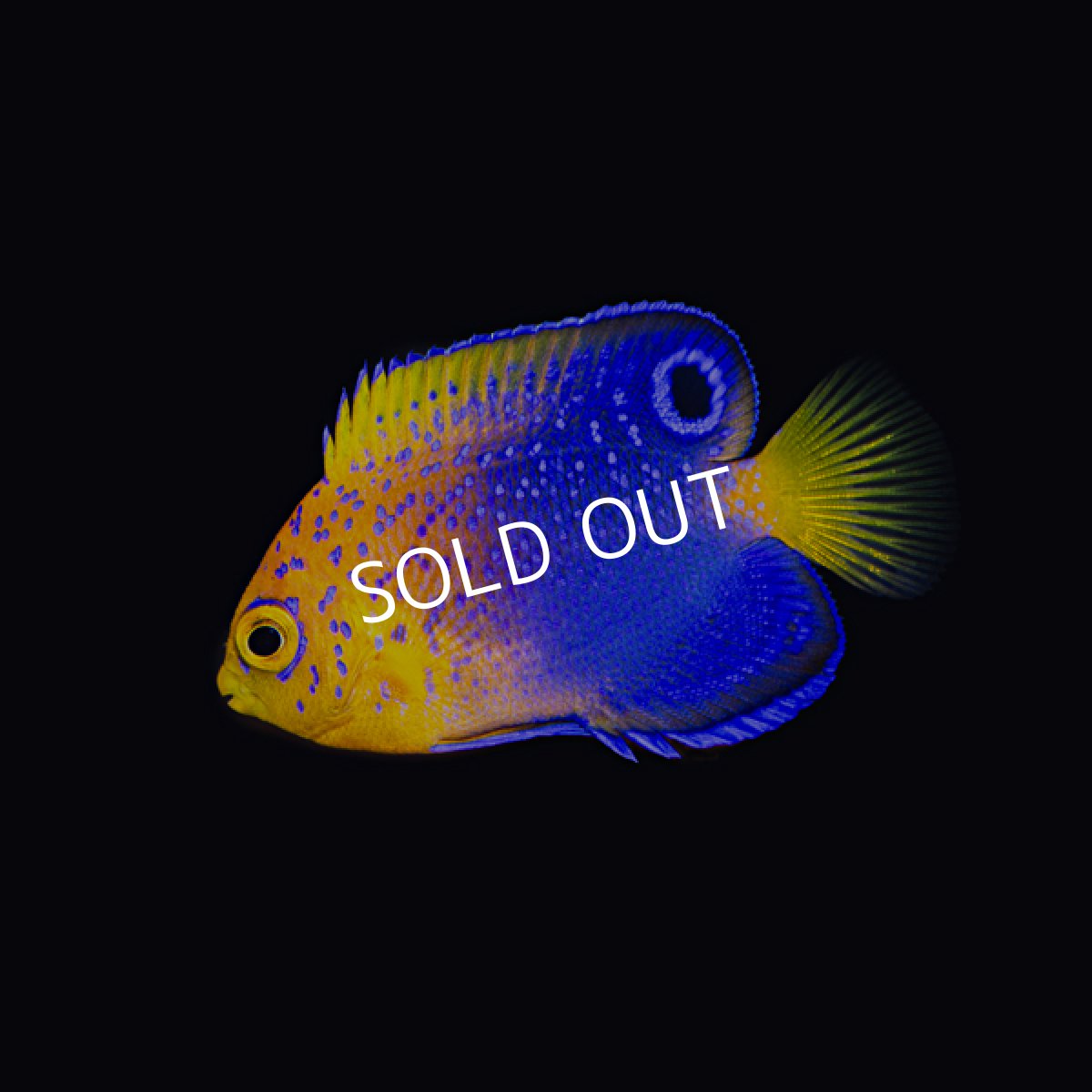 画像2: レンテンヤッコ SM No.1 (2)