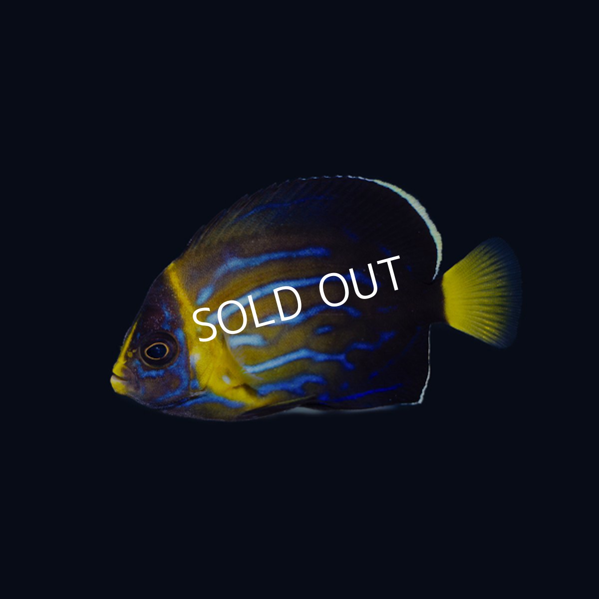 画像2: キンチャクダイ 幼魚 近海 (2)