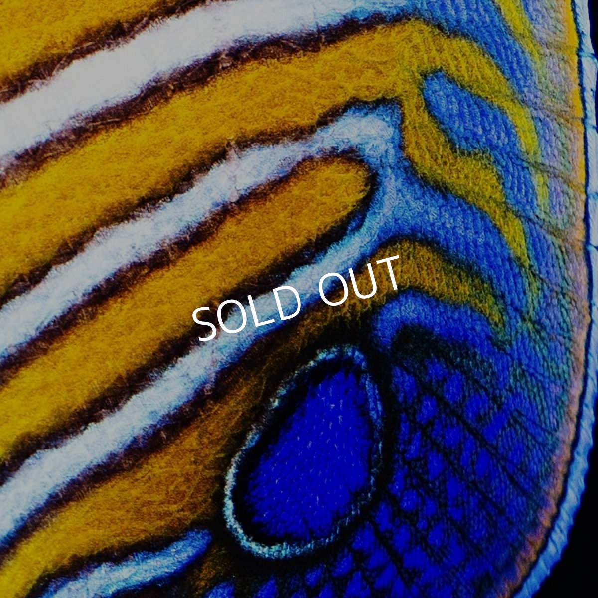 画像4: インドニシキヤッコ SM (4)