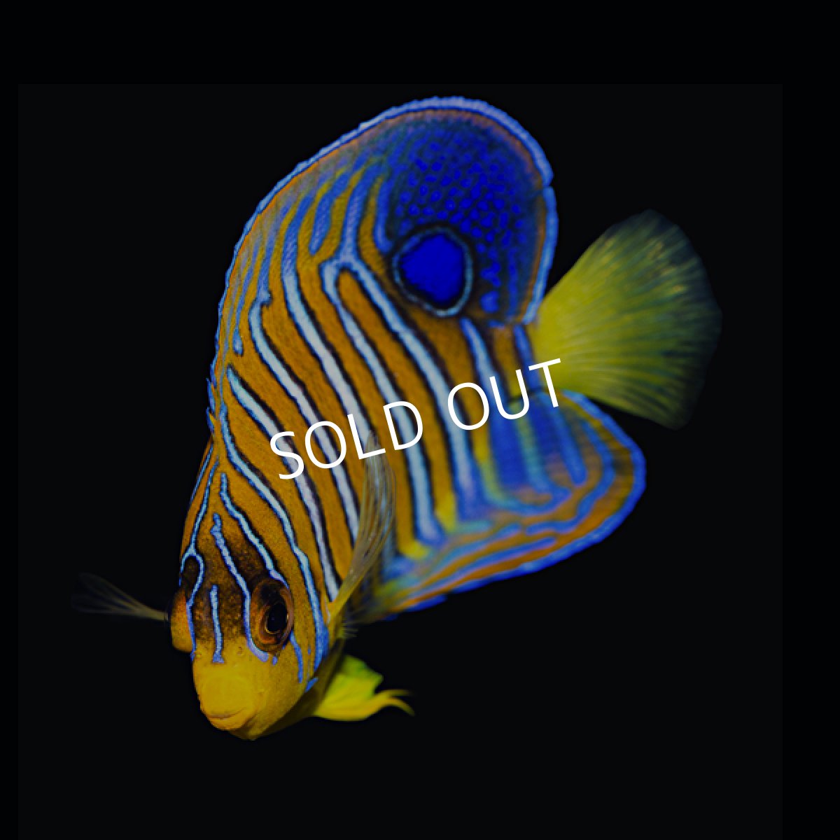 画像2: インドニシキヤッコ SM (2)