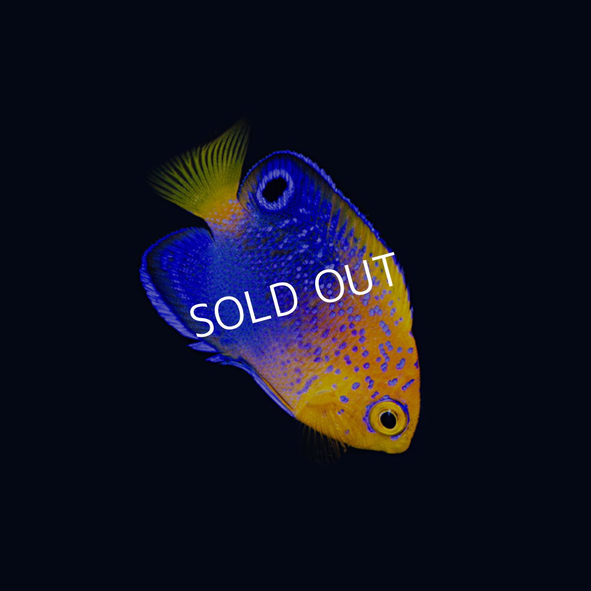 画像3: レンテンヤッコ SM No.1 (3)