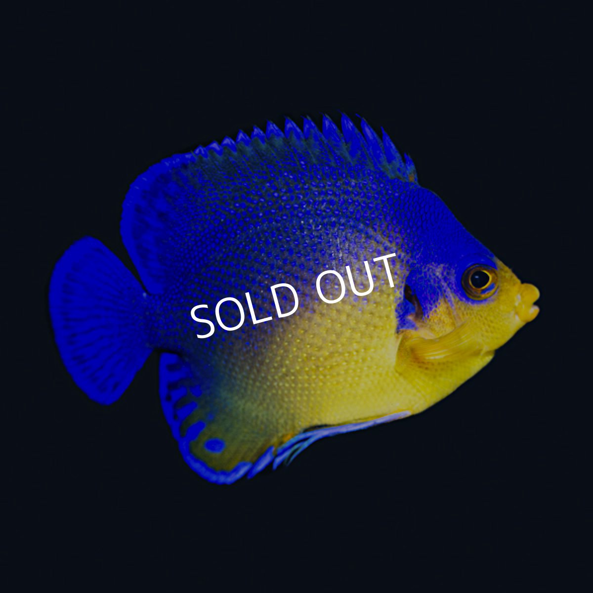 画像2: ■SALE■スミレヤッコ No.3 八重山産  (2)