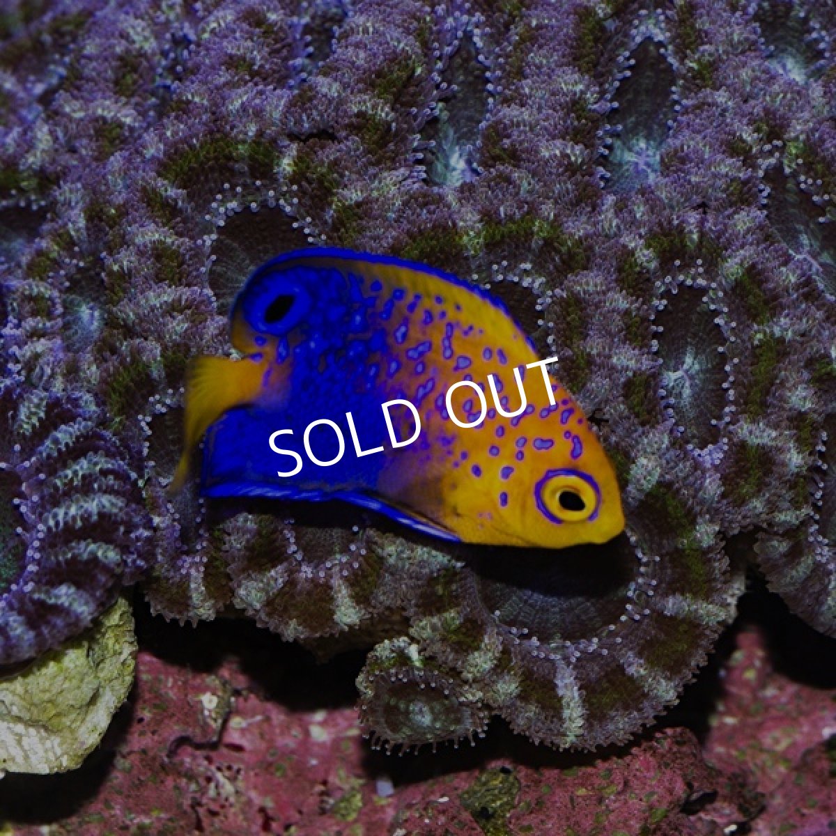 画像2: レンテンヤッコ SM No.2 (2)