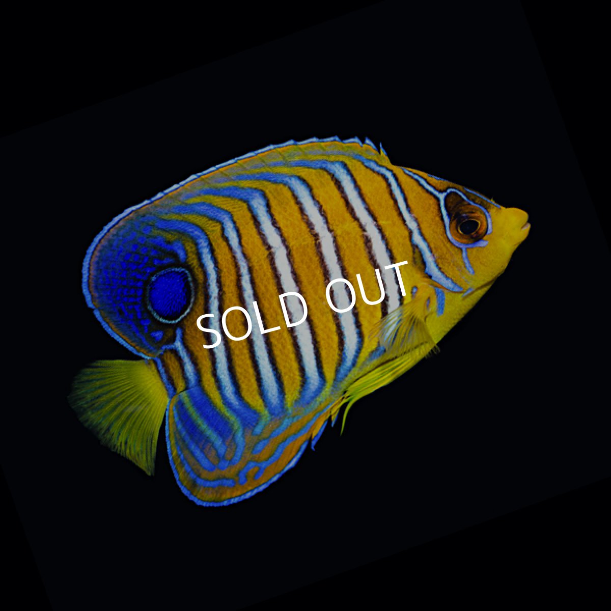 画像3: インドニシキヤッコ SM (3)