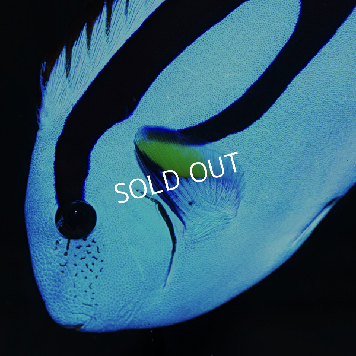 画像2: ■SALE■ナンヨウハギ ML (2)