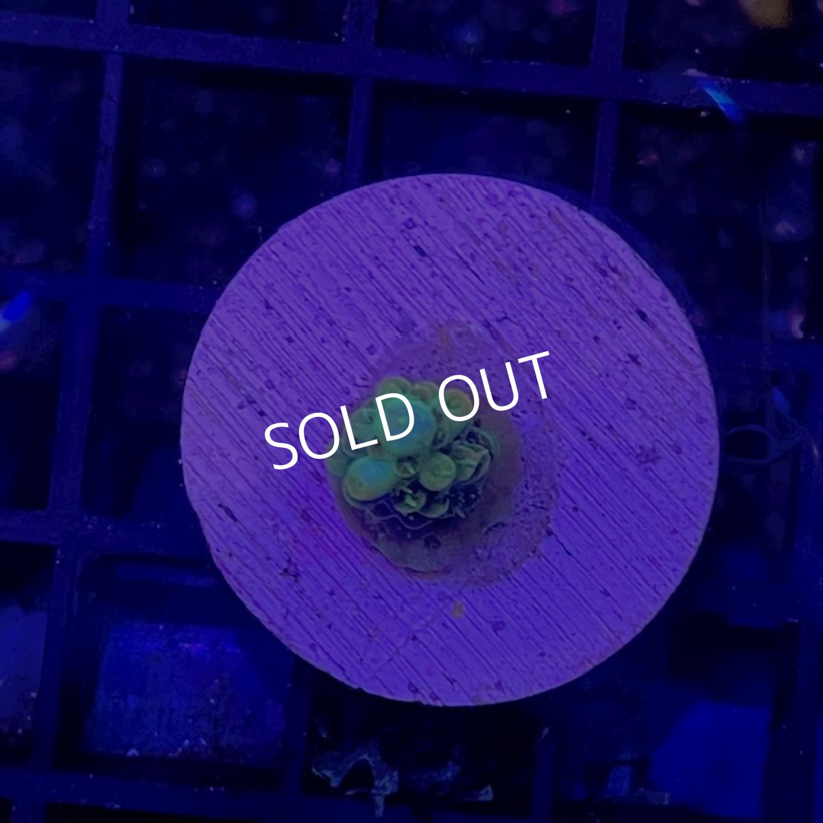 画像2: お問い合わせ販売ページ (2)