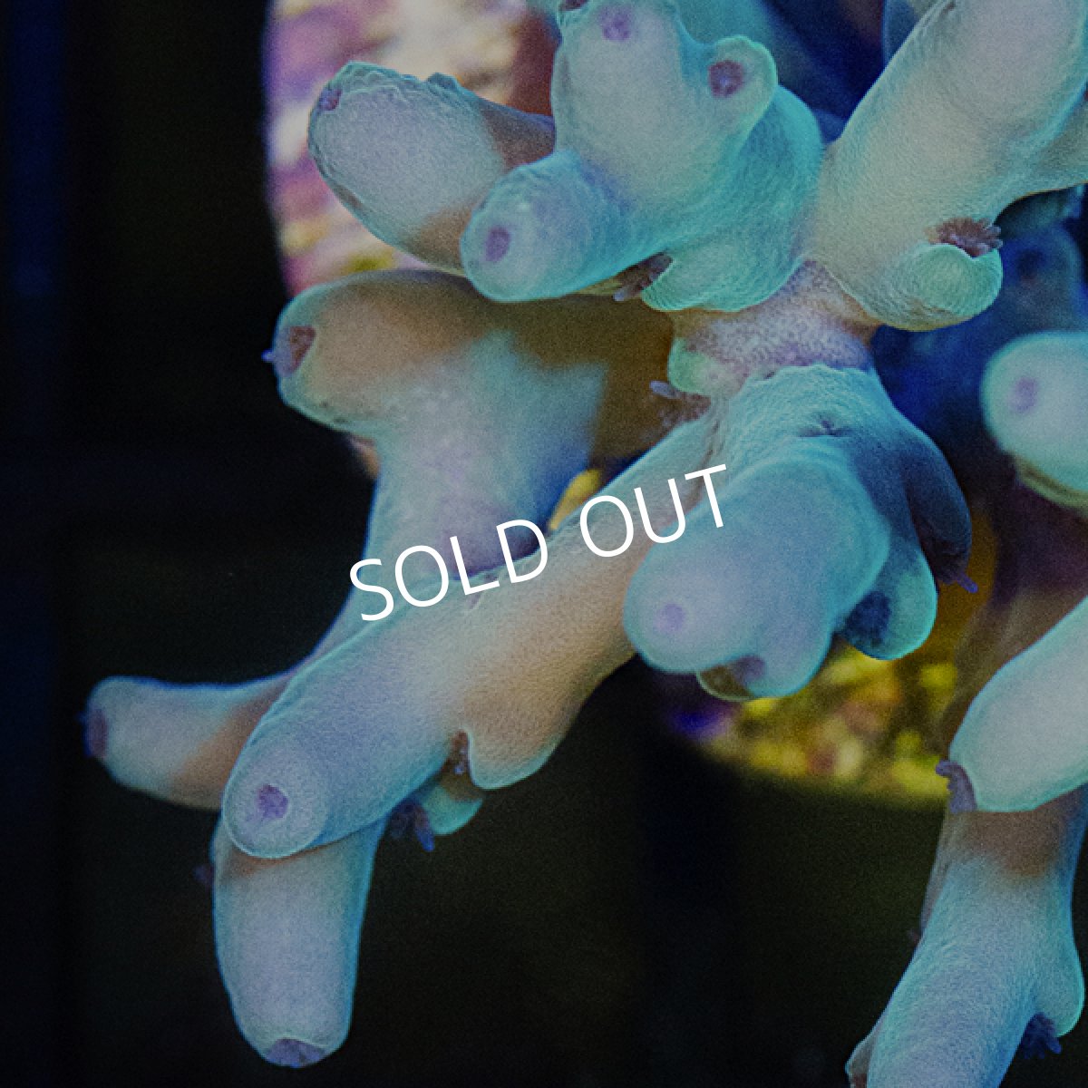 画像2: ■SALE30%OFF■ CE Acro　Caroliniana (2)