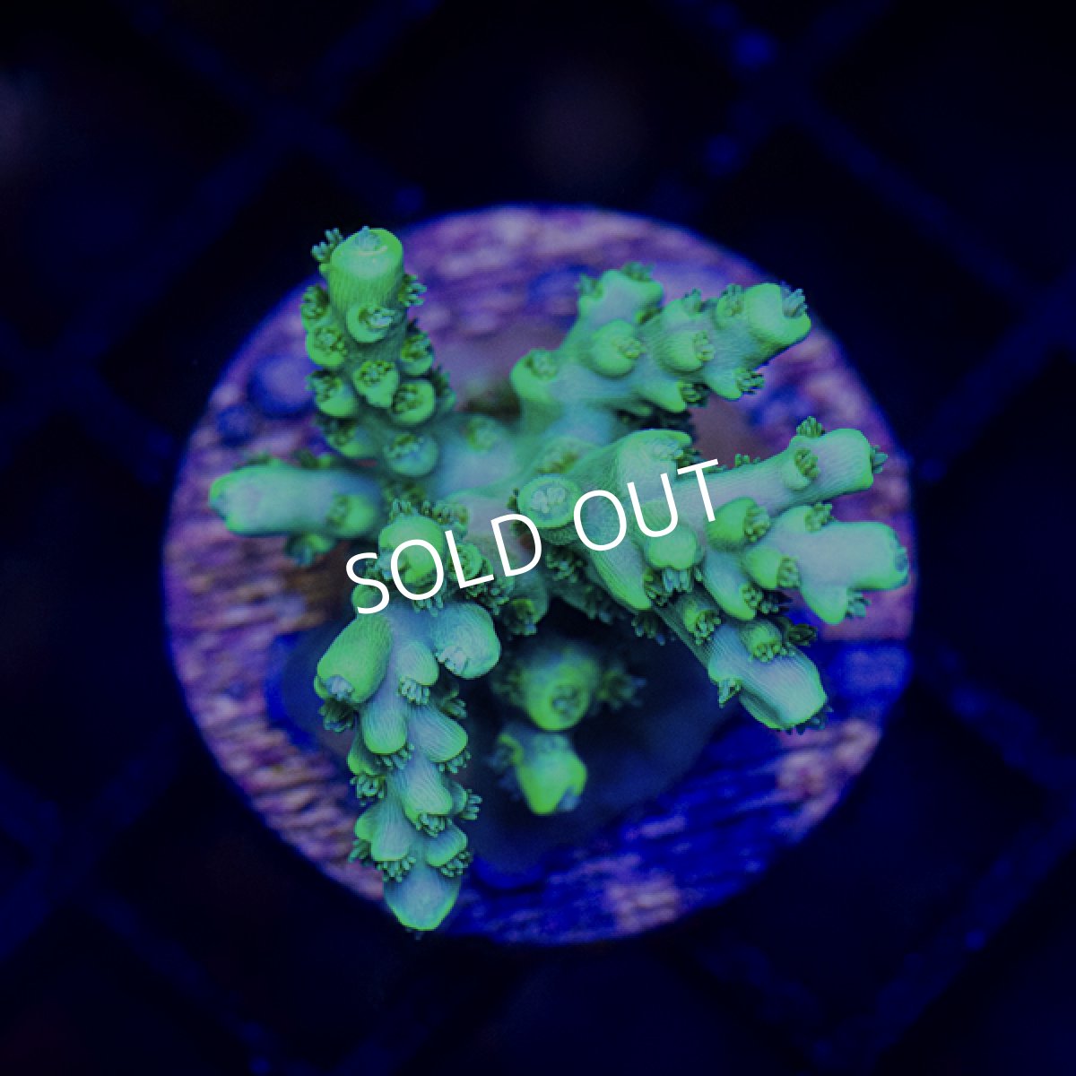 画像2: ■SALE30%OFF■ CE Acro Stink face (2)