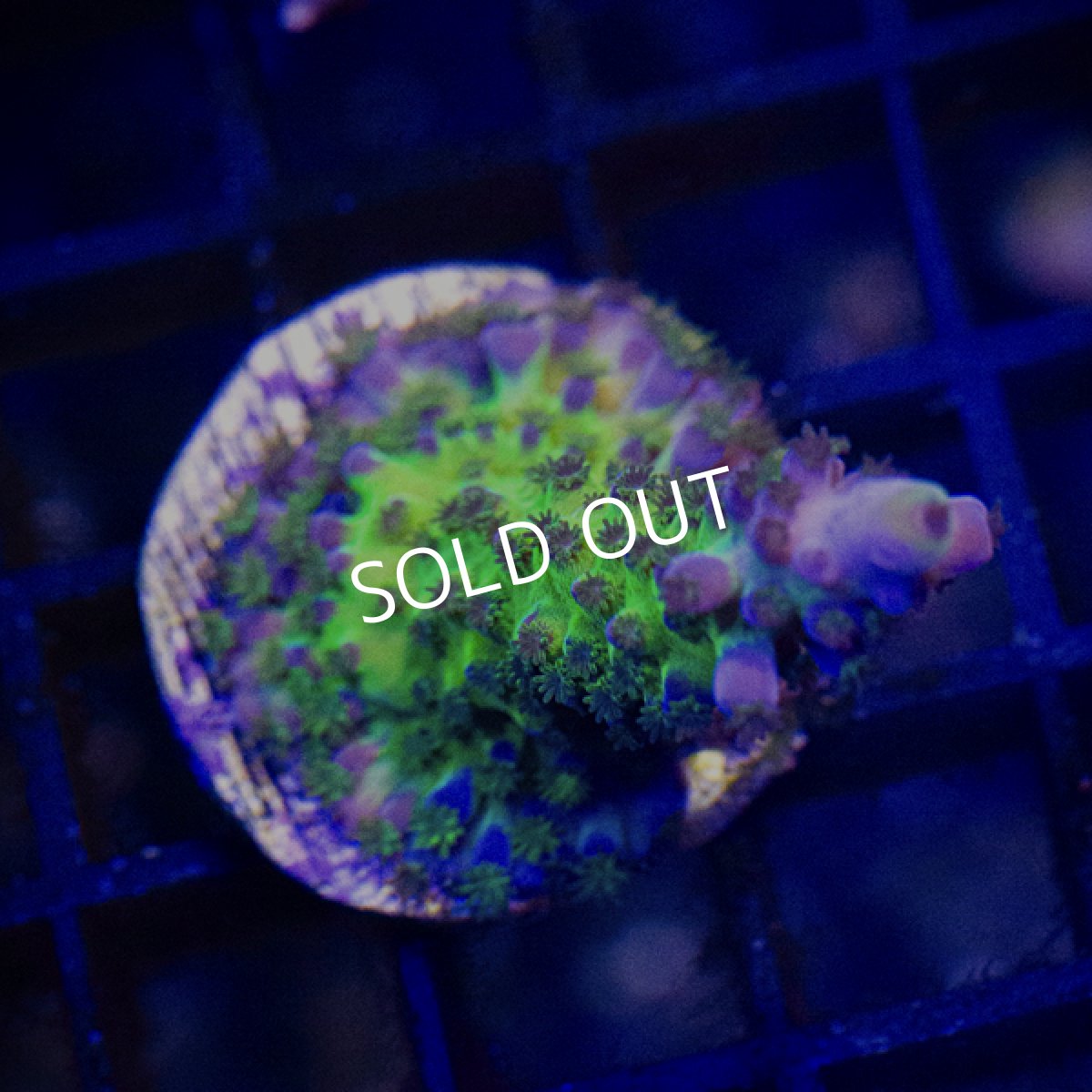 画像3: CE Acro Tortuosa Grape Vine (3)