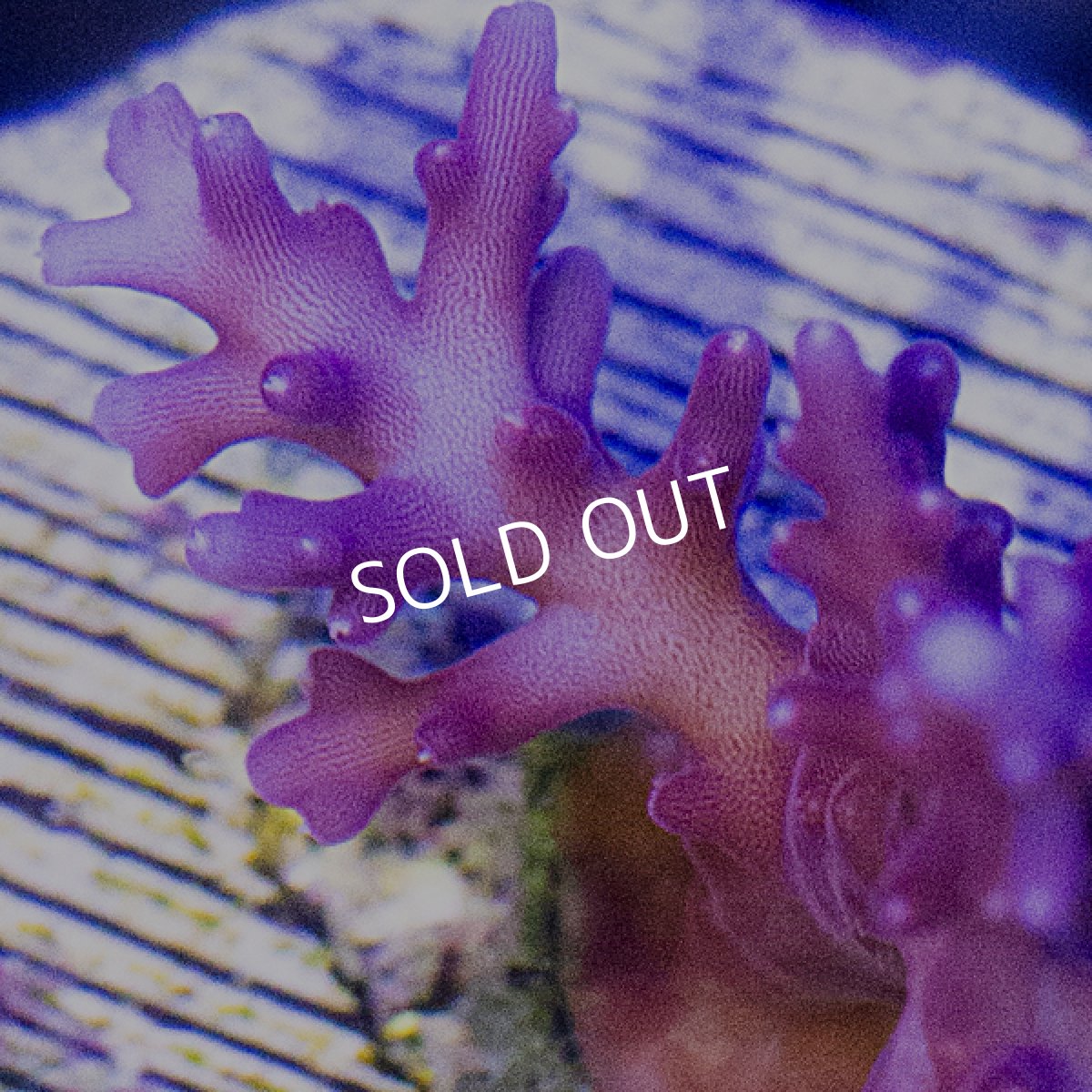 画像2: CE Acro Red Dragon (2)