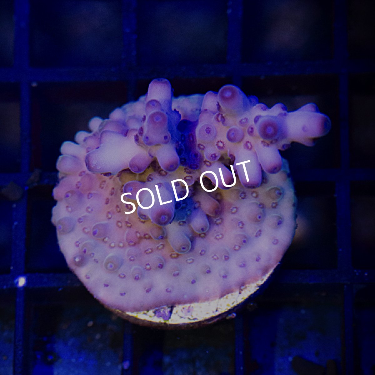 画像2: ■SALE■CE Acro Loripes Purple(N’s Crazy Sexy) (2)