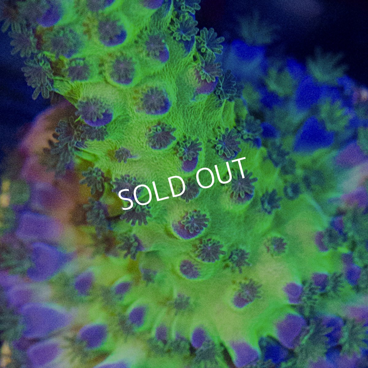 画像2: CE Acro Tortuosa Grape Vine (2)