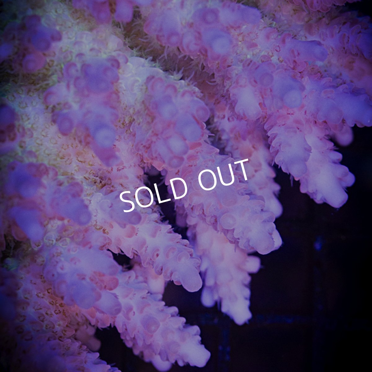 画像3: ■SALE■MK Acropora No.2 (3)